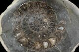 Polished Ammonite (Dactylioceras) Half - England #103777-1